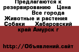 Предлагаются к резервированию › Цена ­ 16 000 - Все города Животные и растения » Собаки   . Хабаровский край,Амурск г.